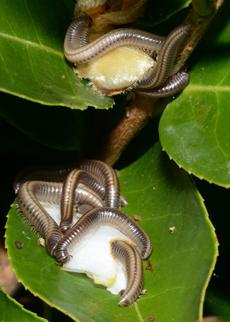 Réf. 294 152 : Ommatoiulus sp.