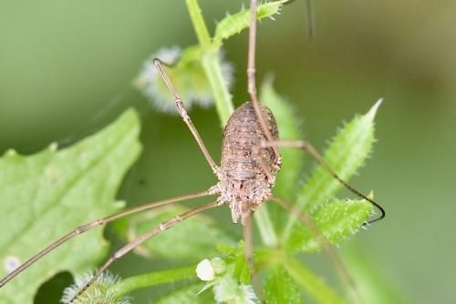 Réf. 294 292 : Phalangium opilio