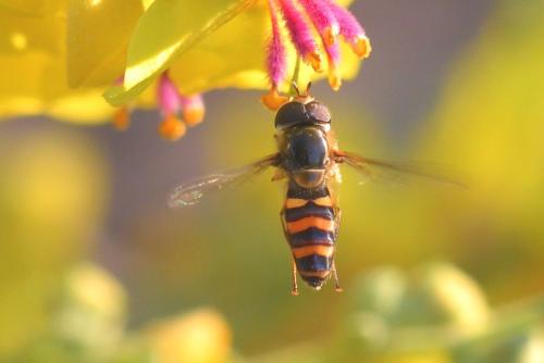 Scaeva mecogramma