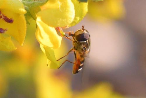 Scaeva mecogramma