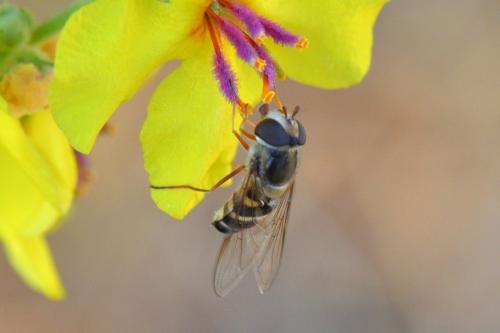 Scaeva mecogramma