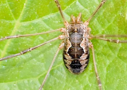 Réf. 294 295 : Phalangium opilio