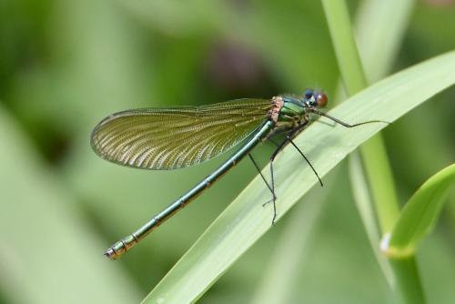Calopteryx sp.
