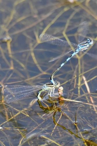 Réf. 294 426 : Coenagrion scitulum