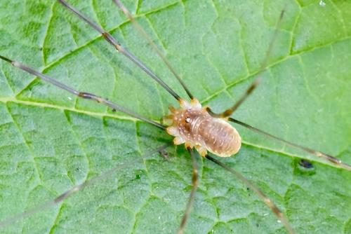 Réf. 294 344 : Opilio canestrinii
