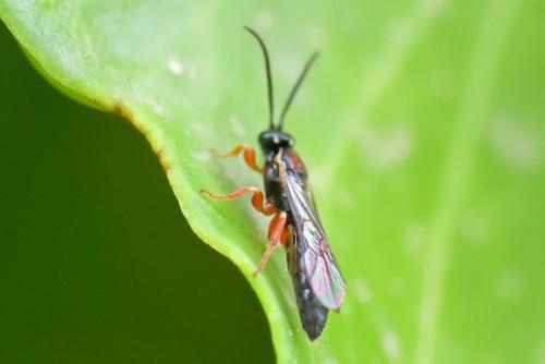 Exochus sp.