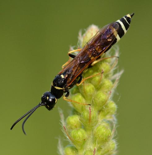 Réf. 294 611 : Phylloecus linearis