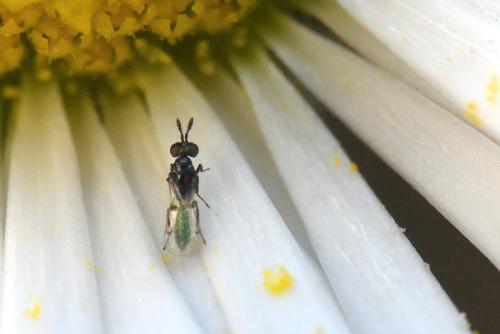 Macroglenes sp.