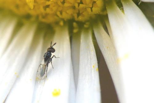 Macroglenes sp.