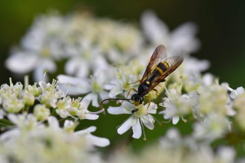 Exenterus sp.