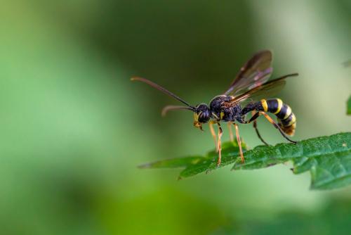 Exenterus sp.