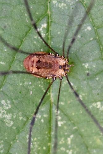 Réf. 294 345 : Leiobunum rotundum