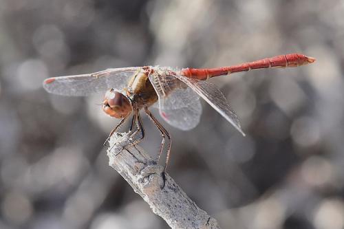Réf. 294 425 : Sympetrum meridionale