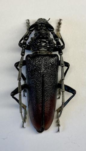 Réf. 294 138 : Cerambyx nodulosus