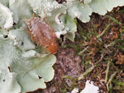 Réf. 294 702 : Planuncus vinzi