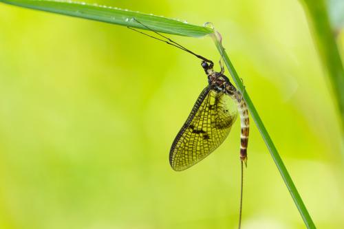 Ephemera danica