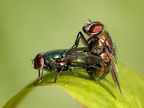 Lucilia illustris