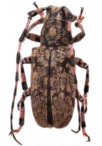 Golsinda basicornis