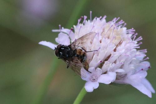 Graphomya maculata