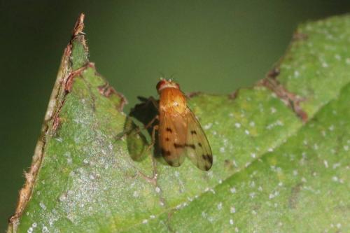 Homoneura sp.