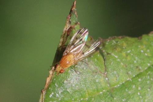 Homoneura sp.