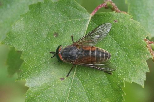 Réf. 294 635 : Hybomitra sp.