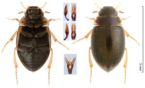 Laccobius alternus