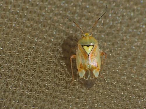 Lygus sp.