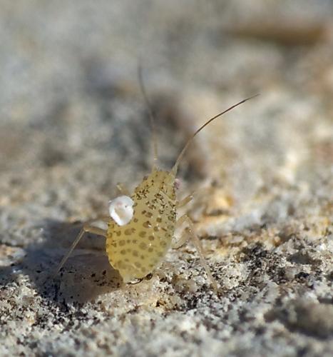 Therioaphis sp.