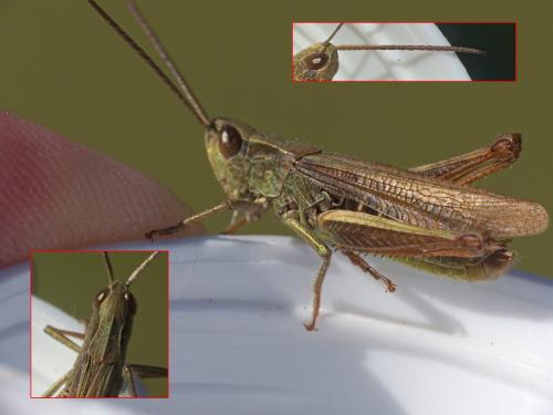 Chorthippus dorsatus dorsatus