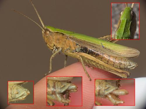Chorthippus dorsatus dorsatus