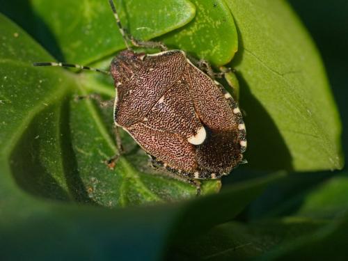 Holcostethus sphacelatus