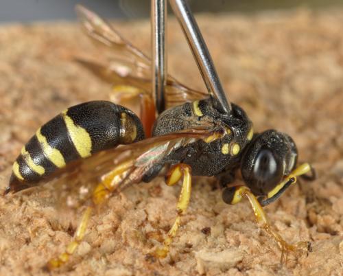 Psammaecius punctulatus