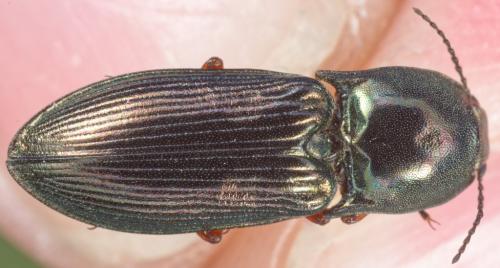 Réf. 294 190 : Selatosomus sp.