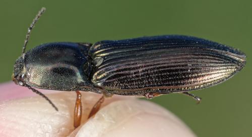Selatosomus sp.