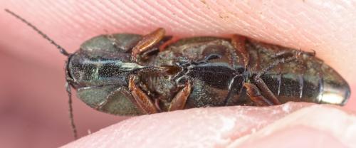 Selatosomus sp.