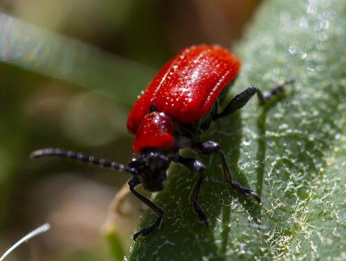 Réf. 294 020 : Lilioceris lilii