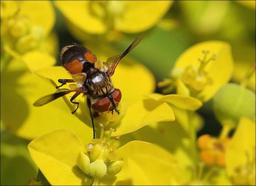 Réf. 294 582 : Ectophasia sp.