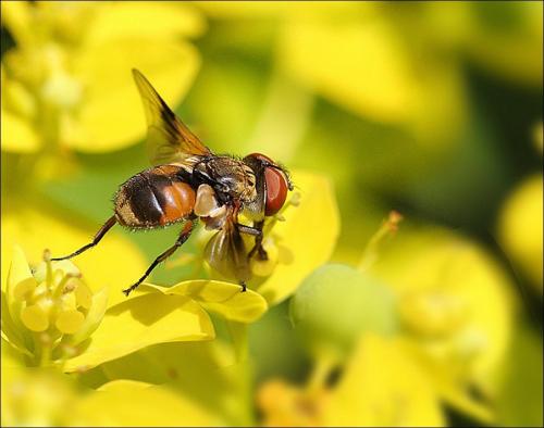 Réf. 294 583 : Ectophasia sp.