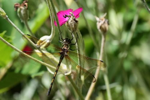 Oxygastra curtisii