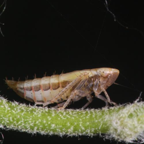 Réf. 294 891 : Deltocephalinae inconnu