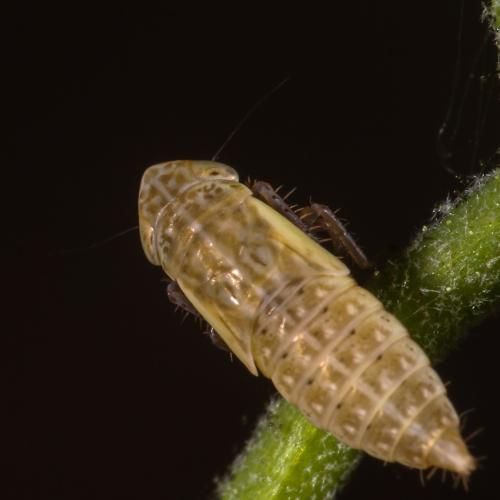 Réf. 294 892 : Deltocephalinae inconnu