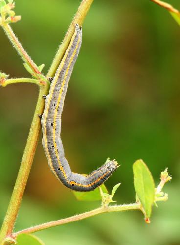 Grammodes bifasciata