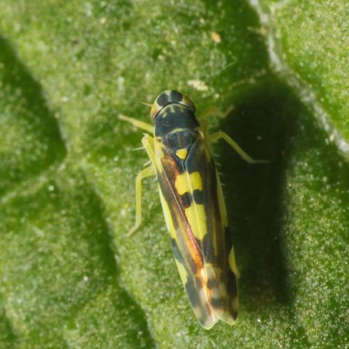 Réf. 294 584 : Eupteryx aurata