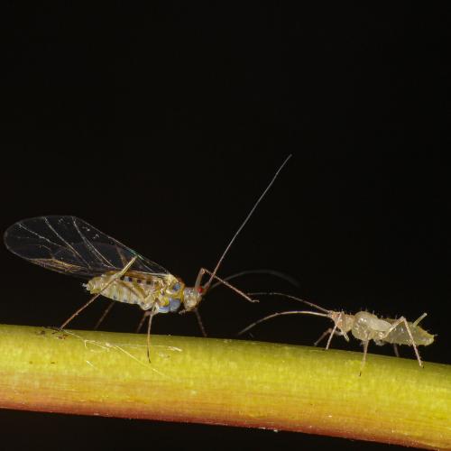Réf. 294 759 : Drepanosiphum platanoidis
