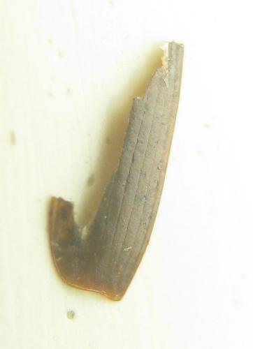 Réf. 294 948 : Dromius meridionalis