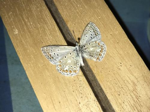 Polyommatus icarus
