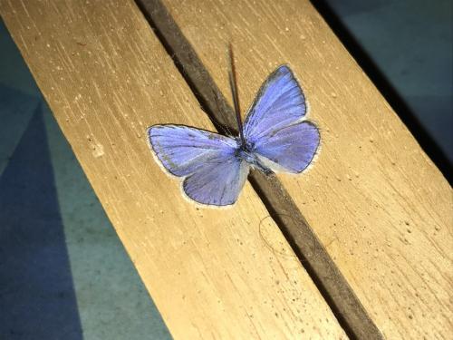 Polyommatus icarus