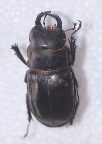 Pseudolucanus barbarossa