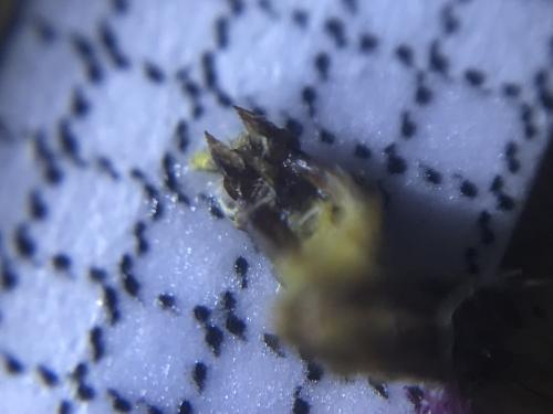 Polyommatus icarus